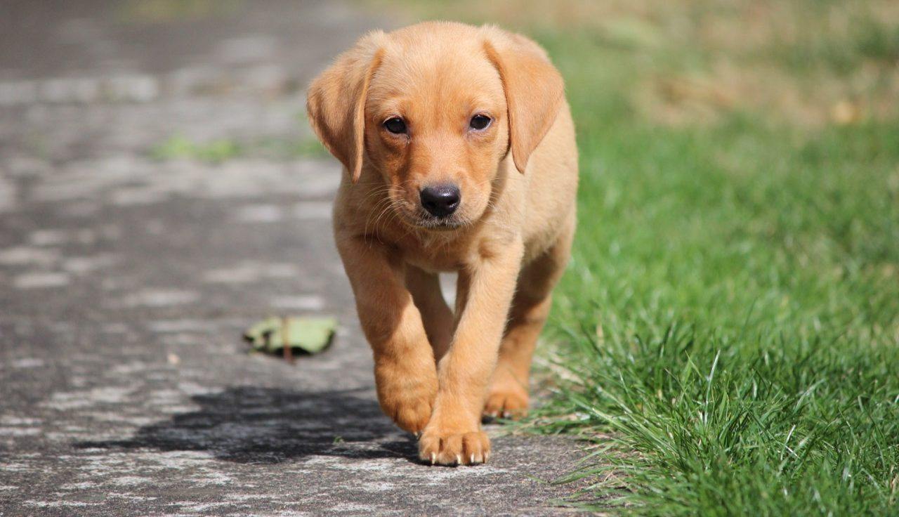 A young golden Labrador puppy trotting towards the camera along a path beside the grass